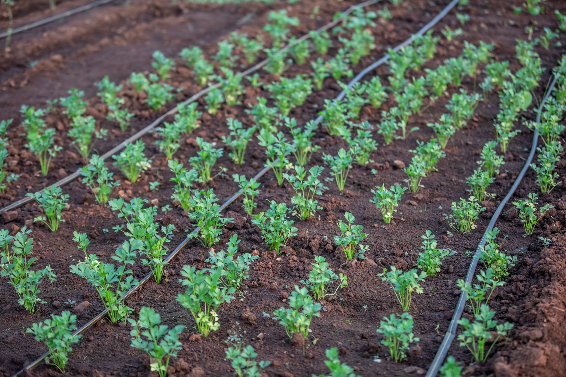 Un potager de saison en pleine terre, rangs de légumes et allées paillées
