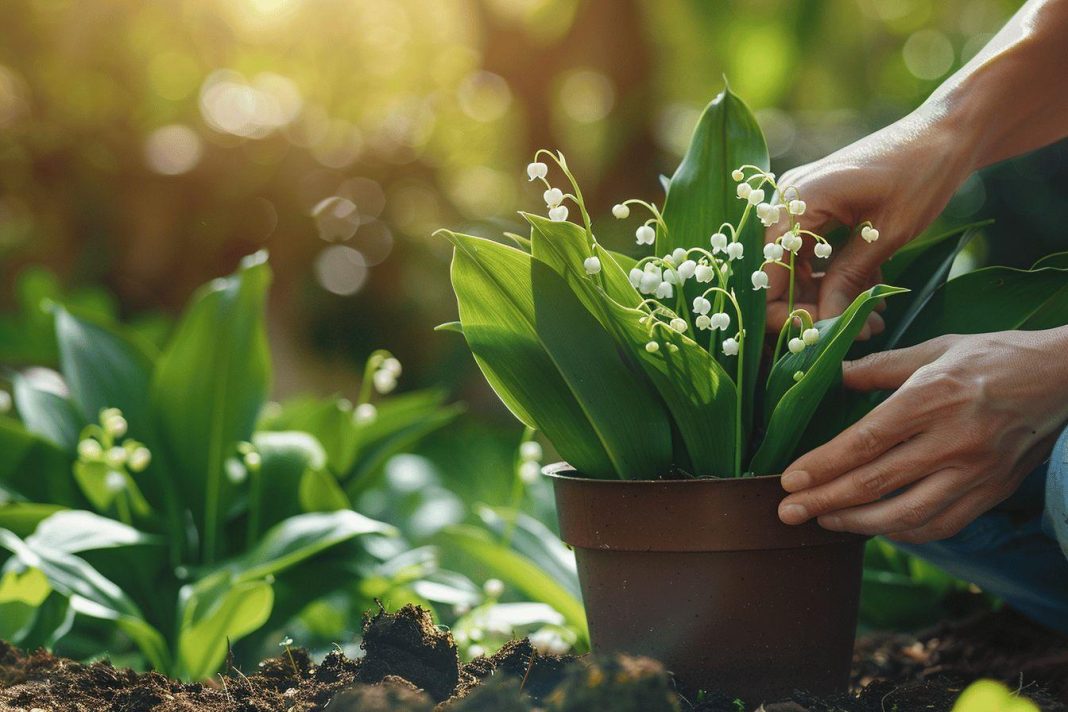 Comment faire pour planter le muguet ?