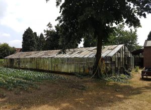 Serre polycarbonate : quel modèle choisir selon votre potager ?