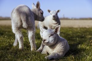 Grillage à moutons : choisir, poser et bien l&rsquo;utiliser