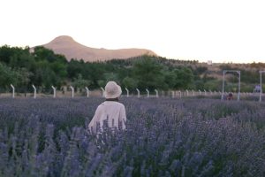 Planter de la lavande : tout ce qu&rsquo;il faut savoir pour réussir