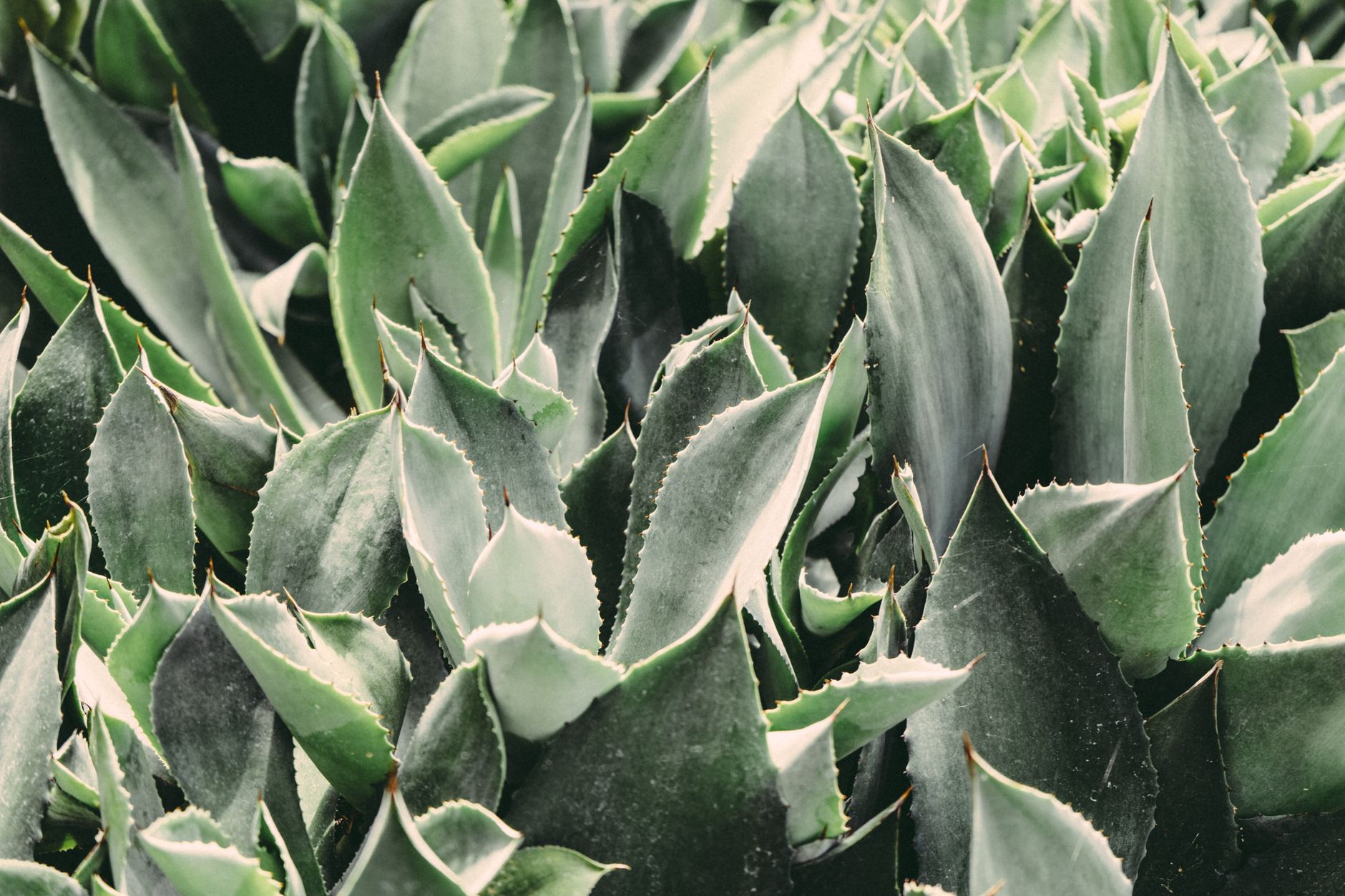 Faire pousser l&rsquo;aloe vera : le guide du bouturage à la maison