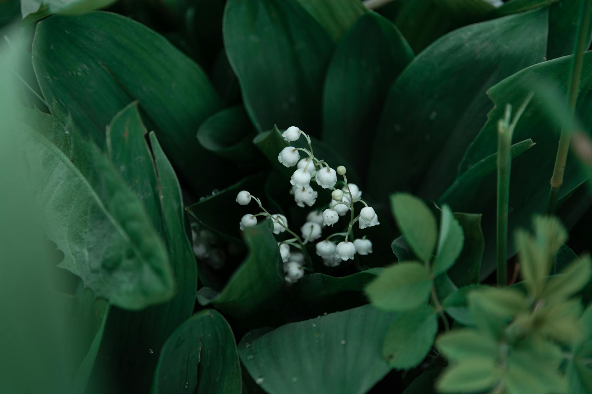 Planter le muguet : le guide pour une belle floraison en mai