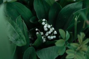 Planter le muguet : griffes, profondeur et emplacement idéal