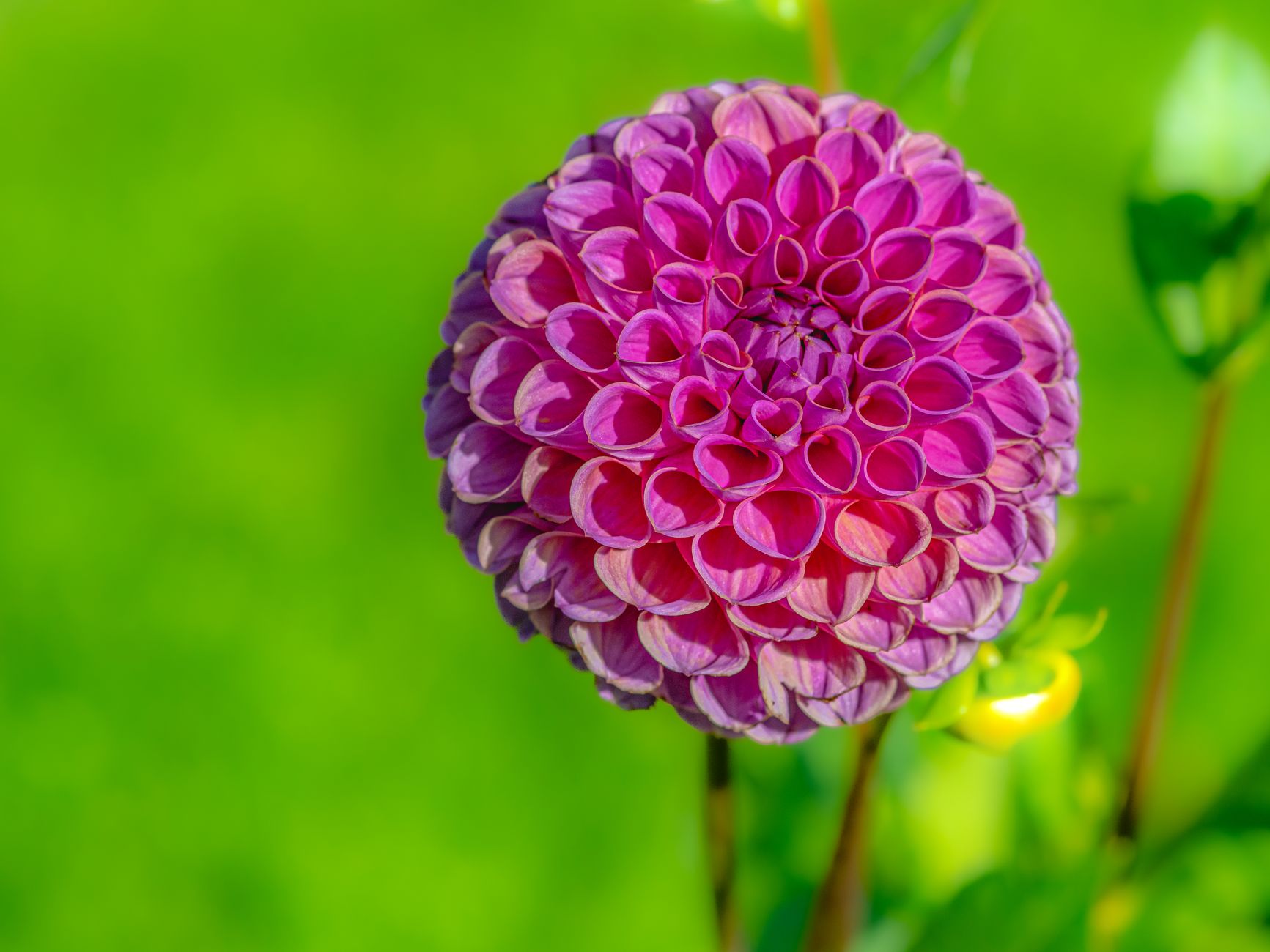 Planter des dahlias : tout ce qu&rsquo;il faut savoir de la plantation à la floraison