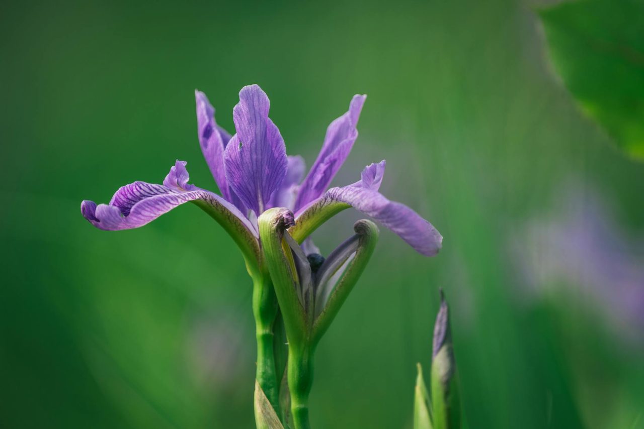 Planter des iris : la règle du rhizome à demi-enterré et tout le reste