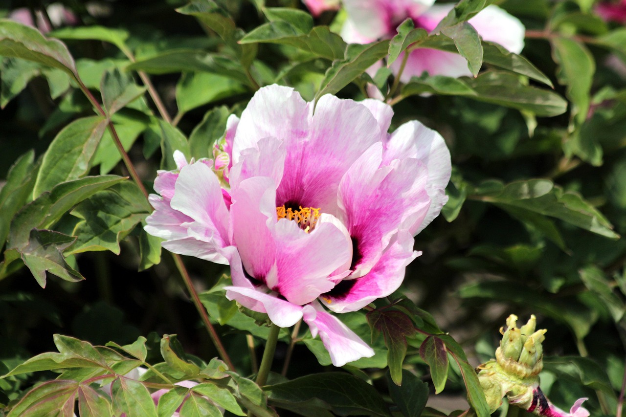 Planter des pivoines : tout ce qu&rsquo;il faut savoir pour réussir