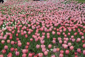 Planter des tulipes : la bonne période et la bonne profondeur