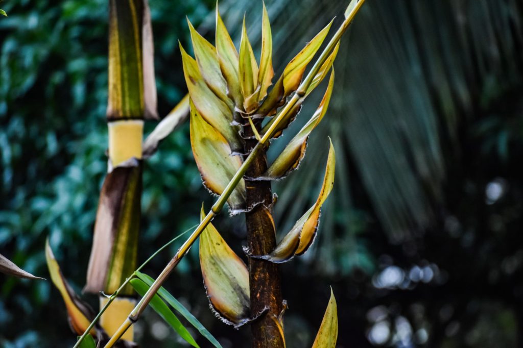 Planter du bambou : bien choisir l&rsquo;espèce avant tout