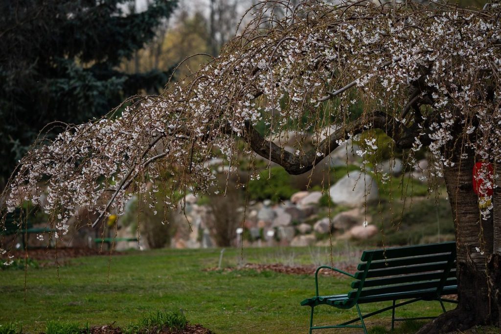 Planter un cerisier au jardin : toutes les étapes pour réussir