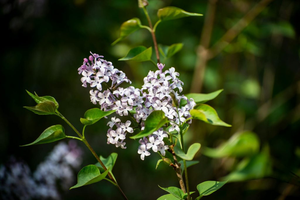 Planter un lilas : ce qu&rsquo;il faut faire (et ne pas faire)
