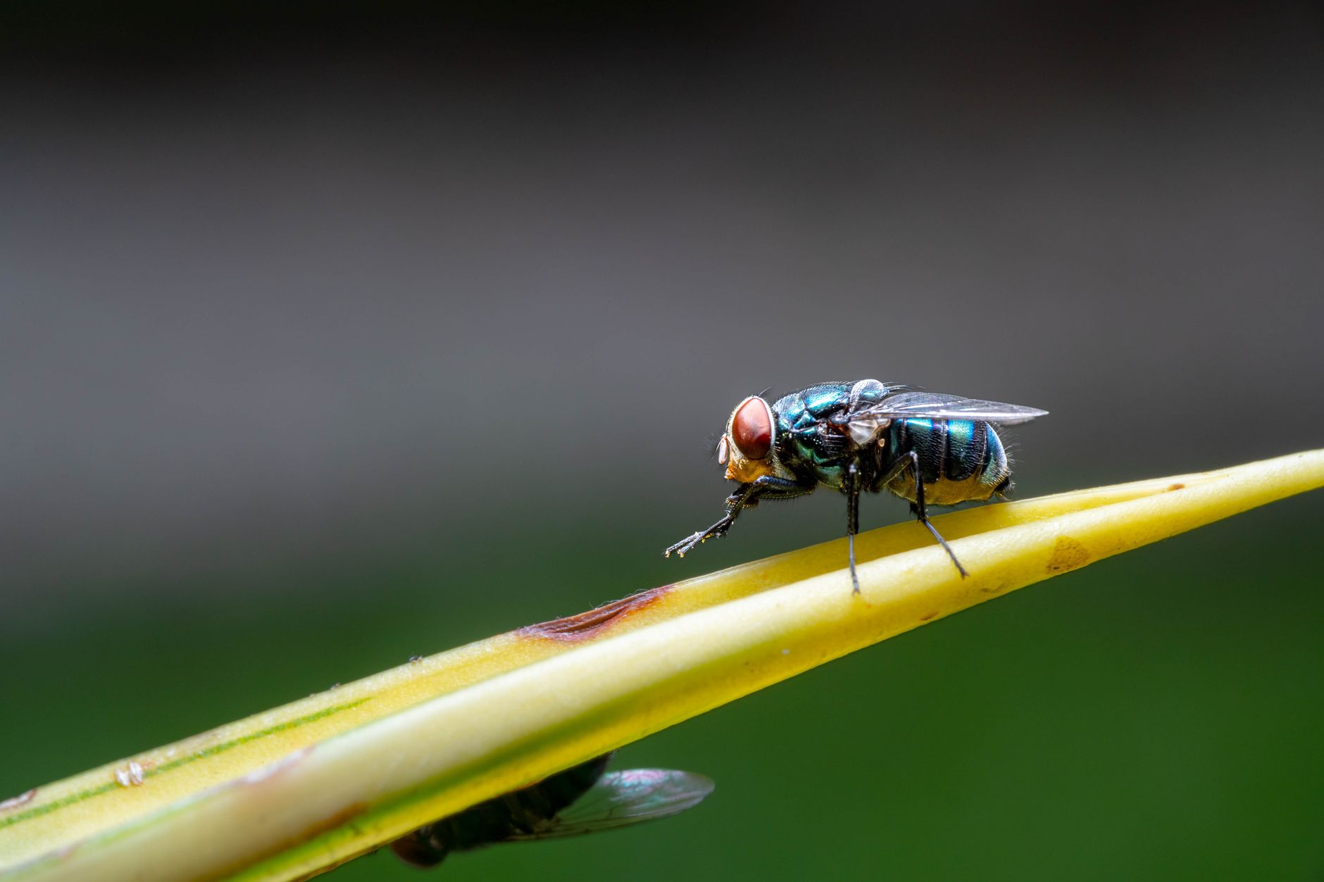 Mouches au jardin et à la maison : les bons réflexes pour s&rsquo;en débarrasser