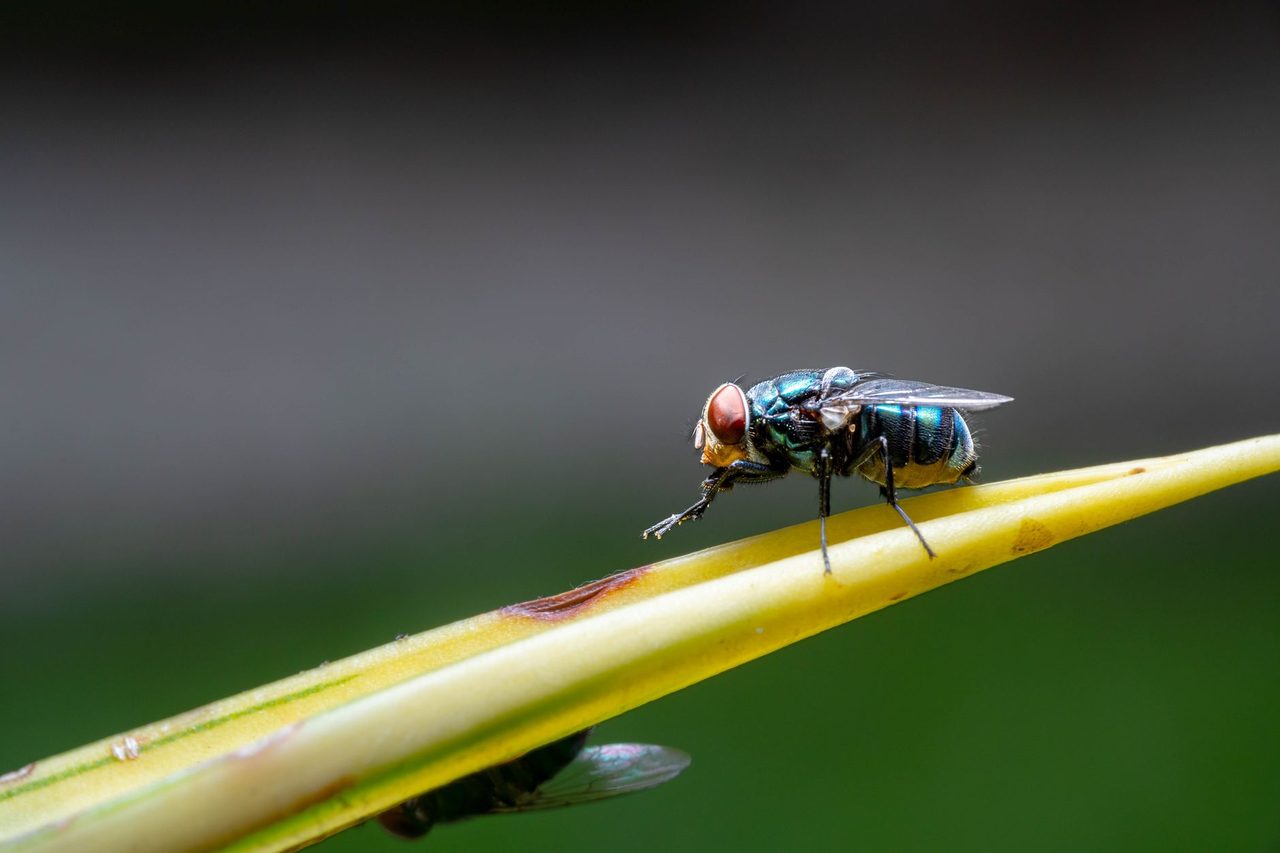 Mouches au jardin : s&rsquo;en débarrasser sans produits chimiques